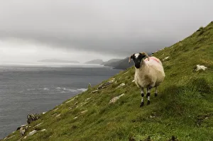 Republic of ireland, dingle peninsula, blasket islands, sheep standing on steep hillside with dunmore head in Republic of ireland, dingle peninsula, blasket islands, sheep standing on steep hillside with dunmore head in
