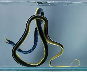 Ribbon eel (Rhinomuraena amboinensis) curled up underwater, side view Ribbon eel (Rhinomuraena amboinensis) curled up underwater, side view