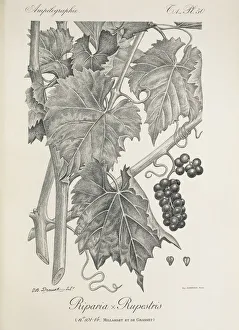 Riparia x Rupestris, illustration by J. B. Drouot Riparia x Rupestris, illustration by J. B. Drouot
