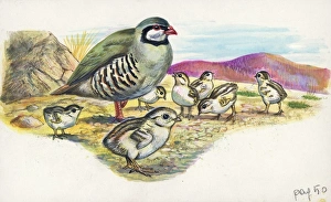 Rock Partridge Alectoris graeca with chicks, illustration Rock Partridge Alectoris graeca with chicks, illustration