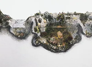 Rock pool cross-section showing seawee, blenny fish, anemones, velvet swimming crab Rock pool cross-section showing seawee, blenny fish, anemones, velvet swimming crab