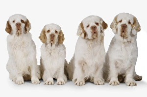 Row of white and lemon Clumber Spaniel dogs Row of white and lemon Clumber Spaniel dogs