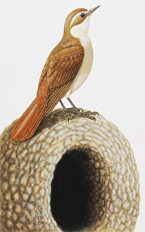Rufous hornero, Furnarius rufus, stands on his nest Rufous hornero, Furnarius rufus, stands on his nest