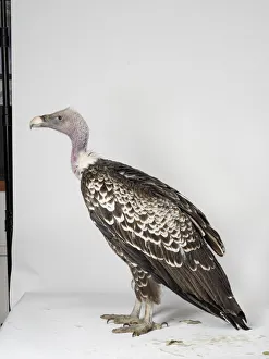 Ruppells Vulture (Gyps rueppelli) Ruppells Vulture (Gyps rueppelli)