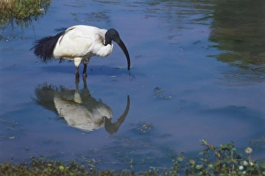 Sacred Ibis standing in shallow stream, white body with black head, beak and tail Sacred Ibis standing in shallow stream, white body with black head, beak and tail