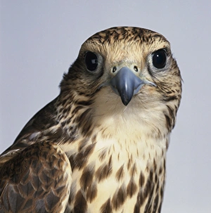 Saker falcon (Falco cherrug), looking at camera Saker falcon (Falco cherrug), looking at camera