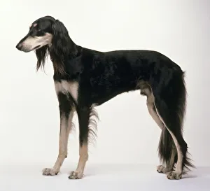Saluki (Persian Greyhound) standing, side view Saluki (Persian Greyhound) standing, side view
