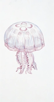 Saucer jelly (Aurelia aurita), illustration Saucer jelly (Aurelia aurita), illustration