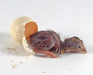 Scaled quail or Blue quail (Callipepla squamata) hatched from egg Scaled quail or Blue quail (Callipepla squamata) hatched from egg