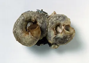 Scaly worm shell (Serpulorbis imbricata) Scaly worm shell (Serpulorbis imbricata)