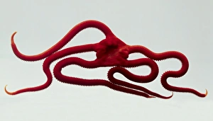 The scarlet serpent brittle star is a predator which eats mussels and other shelled fish by grasping The scarlet serpent brittle star is a predator which eats mussels and other shelled fish by grasping