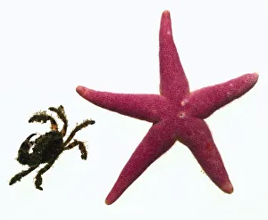 Scarlet Starfish (Asterias rubens), close up Scarlet Starfish (Asterias rubens), close up