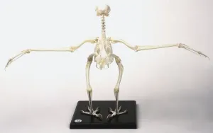 Buzzard Skeleton Print with Outstretched Wings