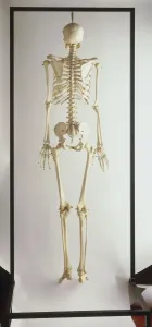 Science And Technology Prints: Rear View Human Skeleton Print