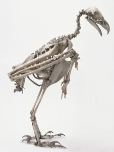 Wedge-tailed Eagle Skeleton Print