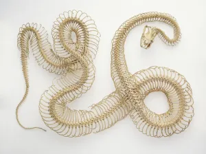 Science And Technology Prints: Python Skeleton Print
