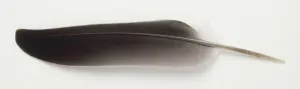 Ornithology Studio Shot Prints: Grey feather, side view