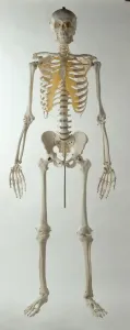Human Skeleton Prints: Human skeleton