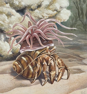 Sea anemone on crab, illustration Sea anemone on crab, illustration