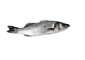Sea Bass on white background, close-up Sea Bass on white background, close-up