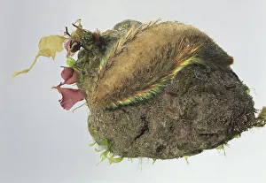 Sea mouse (Aphrodita aculeata) on a rock Sea mouse (Aphrodita aculeata) on a rock