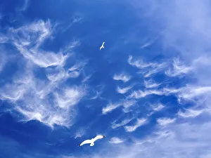 Seagulls flying above the Old Port of Marseilles, France Seagulls flying above the Old Port of Marseilles, France
