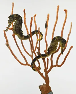 Two Seahorses, Hippocampus sp. swimming amongst seaweed, side view Two Seahorses, Hippocampus sp. swimming amongst seaweed, side view
