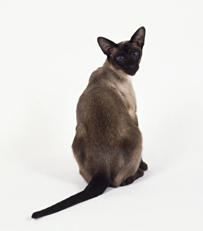Seal Point Siamese cat with darker colouration on back, sitting, looking over its shoulder Seal Point Siamese cat with darker colouration on back, sitting, looking over its shoulder