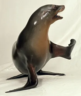 Marine Mammal Images Prints: Sealion with front flipper raised