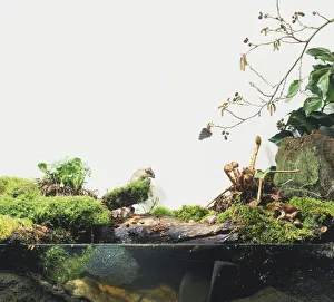Section of Woodland with Stream running beside showing diversity of Flora and Fauna