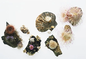 Selection of flower-like Sea Anemones (Actiniaria), view from above Selection of flower-like Sea Anemones (Actiniaria), view from above