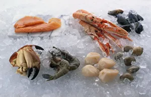 A selection of fresh seafood on crushed ice, including crab claws, prawns, scallops, clams, mussels A selection of fresh seafood on crushed ice, including crab claws, prawns, scallops, clams, mussels