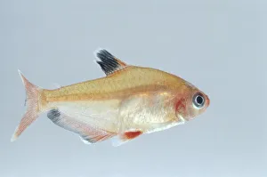 Serpae tetra (Hyphessobrycon serpae), side view Serpae tetra (Hyphessobrycon serpae), side view