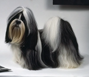 A Shih Tzu dog with long soft black and white hair draping down to the floor, standing A Shih Tzu dog with long soft black and white hair draping down to the floor, standing