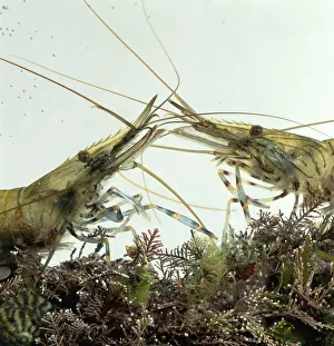 Two Shrimp fighting in fish tank Two Shrimp fighting in fish tank