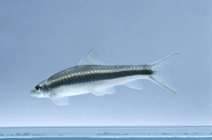 Siamese flying fox (Epalzeorhynchus siamensis), tropical freshwater fish, side view Siamese flying fox (Epalzeorhynchus siamensis), tropical freshwater fish, side view