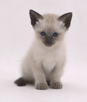 Siamese kitten (Felis catus), sitting up, front view Siamese kitten (Felis catus), sitting up, front view