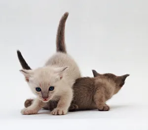 Siamese Prints: Siamese Kittens Playing Print