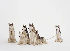Five Siberian Huskies, Domestic Dogs, canis familiaris Five Siberian Huskies, Domestic Dogs, canis familiaris