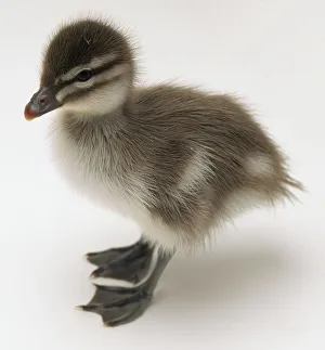Side, overhead view of a three-day-old Maned duckling with head in profile, down for plumage and webbed feet Side, overhead view of a three-day-old Maned duckling with head in profile, down for plumage and webbed feet