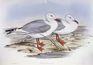 Silver gull (Larus novaehollandiae), Engraving by John Gould Silver gull (Larus novaehollandiae), Engraving by John Gould