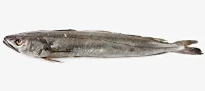 Silver Hake (Merluccius bilinearis) Silver Hake (Merluccius bilinearis)