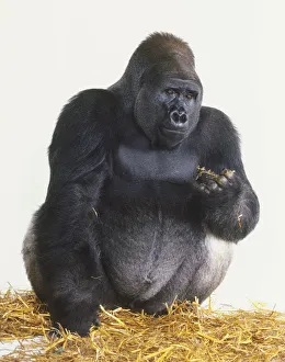 Silverback Lowland Gorilla crouching on straw, holding grape bunch stem, front view Silverback Lowland Gorilla crouching on straw, holding grape bunch stem, front view