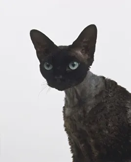 Sitting Devon Rex Cat (Felis silvestris catus), front view Sitting Devon Rex Cat (Felis silvestris catus), front view