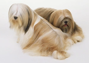 Two sitting Old English Sheepdogs (Canis familiaris), high angle view Two sitting Old English Sheepdogs (Canis familiaris), high angle view