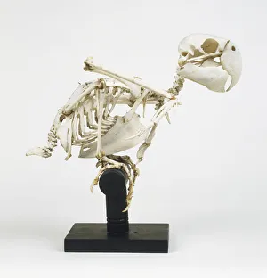 Skeleton of a Green-winged Macaw (Ara chloroptera), side view Skeleton of a Green-winged Macaw (Ara chloroptera), side view