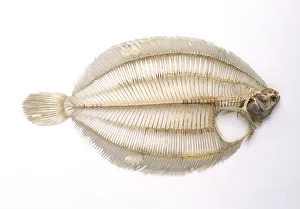 Skeleton of a lemon sole fish, side view Skeleton of a lemon sole fish, side view