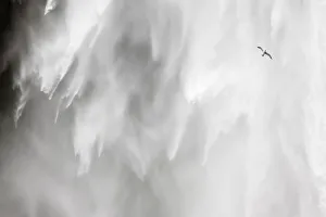 Skógafoss waterfall in Iceland - flying gull and torrent Skógafoss waterfall in Iceland - flying gull Skógafoss waterfall in Iceland - flying gull and torrent Skógafoss waterfall in Iceland - flying gull