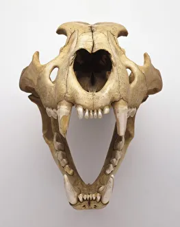 Skull of Lion (Panthera leo) with open jaw showing teeth #9595343 Skull of Lion (Panthera leo) with open jaw showing teeth #9595343