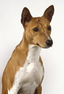 A slender basenji with tall pricked-up ears, a brown head and shoulders, and a white chest and throat, head only shot A slender basenji with tall pricked-up ears, a brown head and shoulders, and a white chest and throat, head only shot